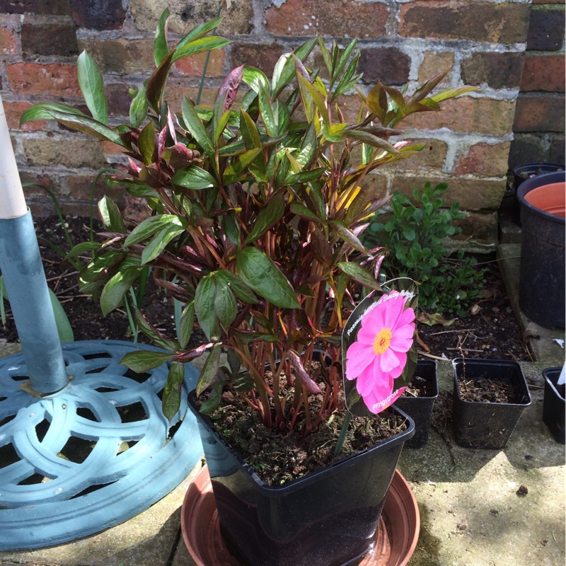 Peony Fen Yu Nu (Herbaceous) in the GardenTags plant encyclopedia