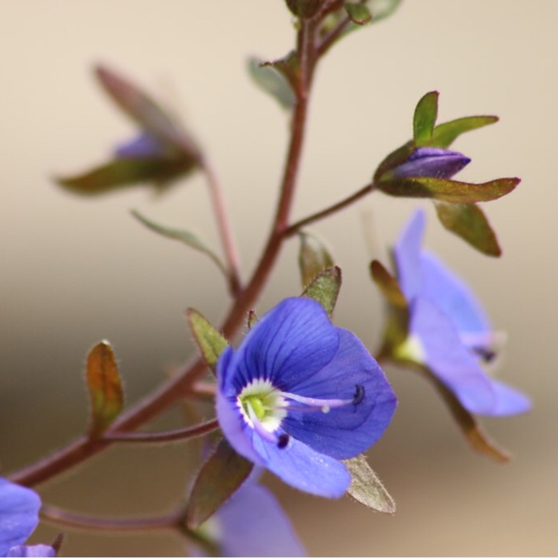 Speedwell Georgia Blue in the GardenTags plant encyclopedia