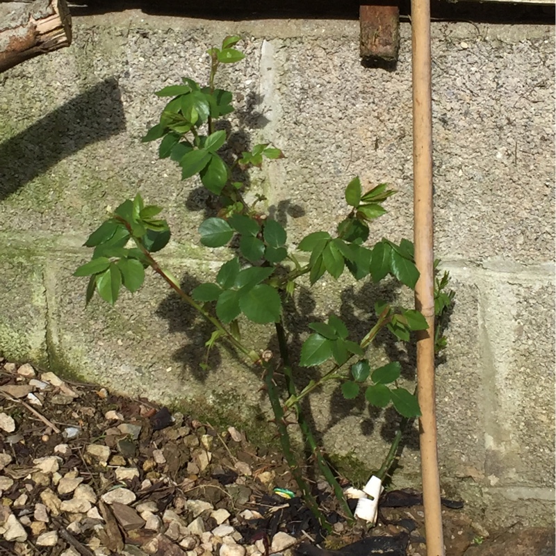 Rose Christopher Marlow in the GardenTags plant encyclopedia