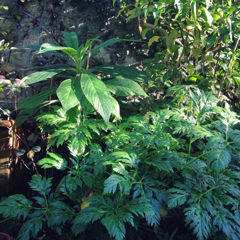 Madeira Cranesbill in the GardenTags plant encyclopedia