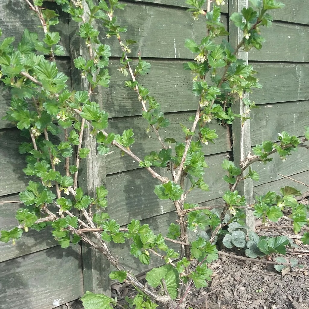 Gooseberry Hinnonmaki Red in the GardenTags plant encyclopedia