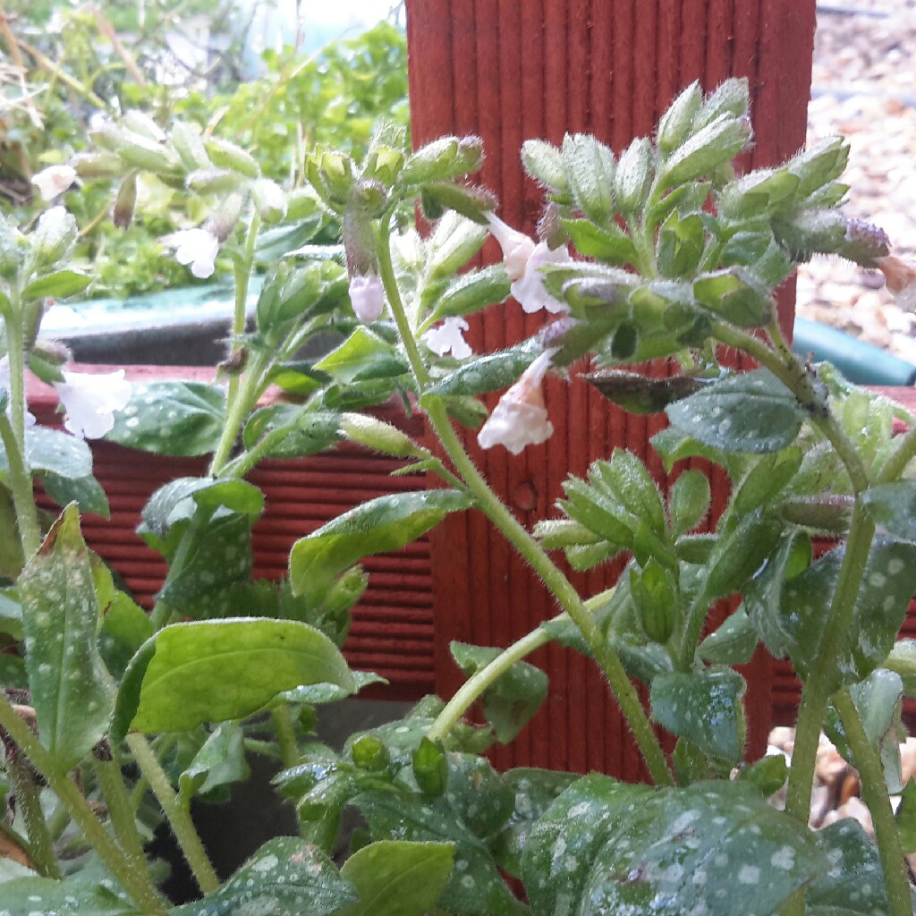 Lungwort Sissinghurst White in the GardenTags plant encyclopedia