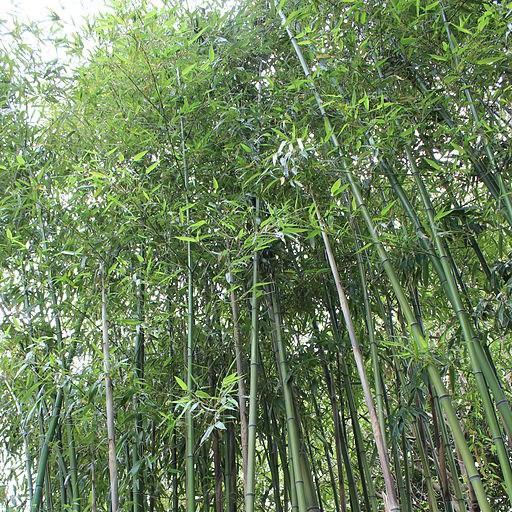 Giant timber bamboo in the GardenTags plant encyclopedia