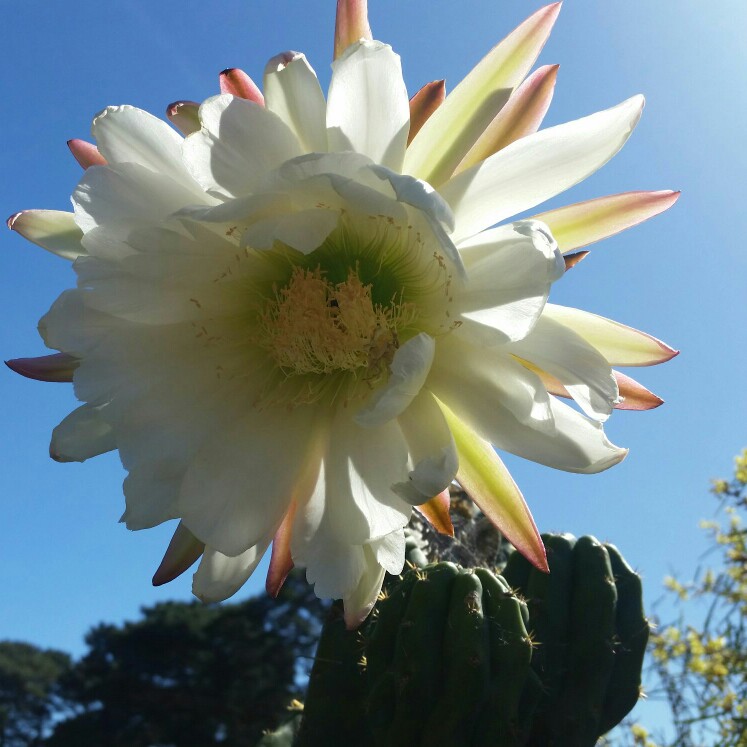 Bolivian Torch Cactus in the GardenTags plant encyclopedia