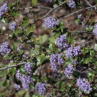 Hollyleaf Ceanothus in the GardenTags plant encyclopedia