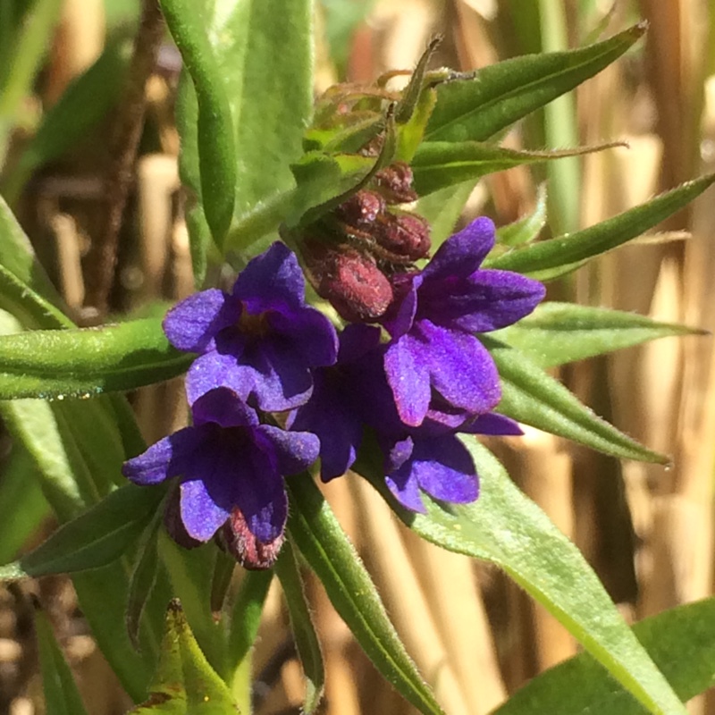 Blue Gromwell in the GardenTags plant encyclopedia