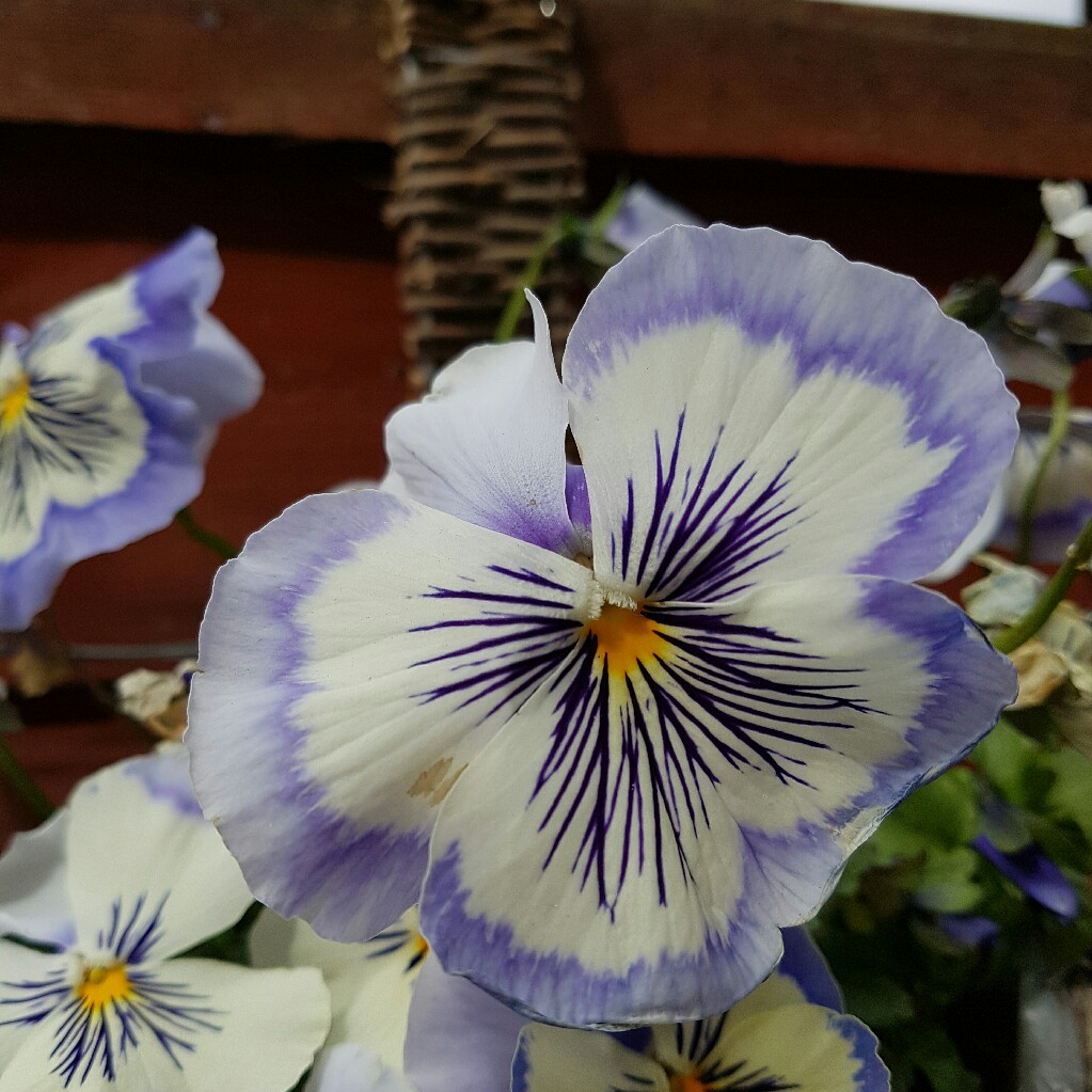 Pansy Light Blue Whiskers in the GardenTags plant encyclopedia