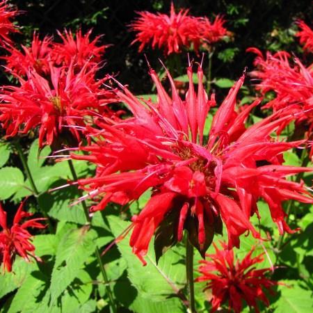 Bergamot Fireball in the GardenTags plant encyclopedia