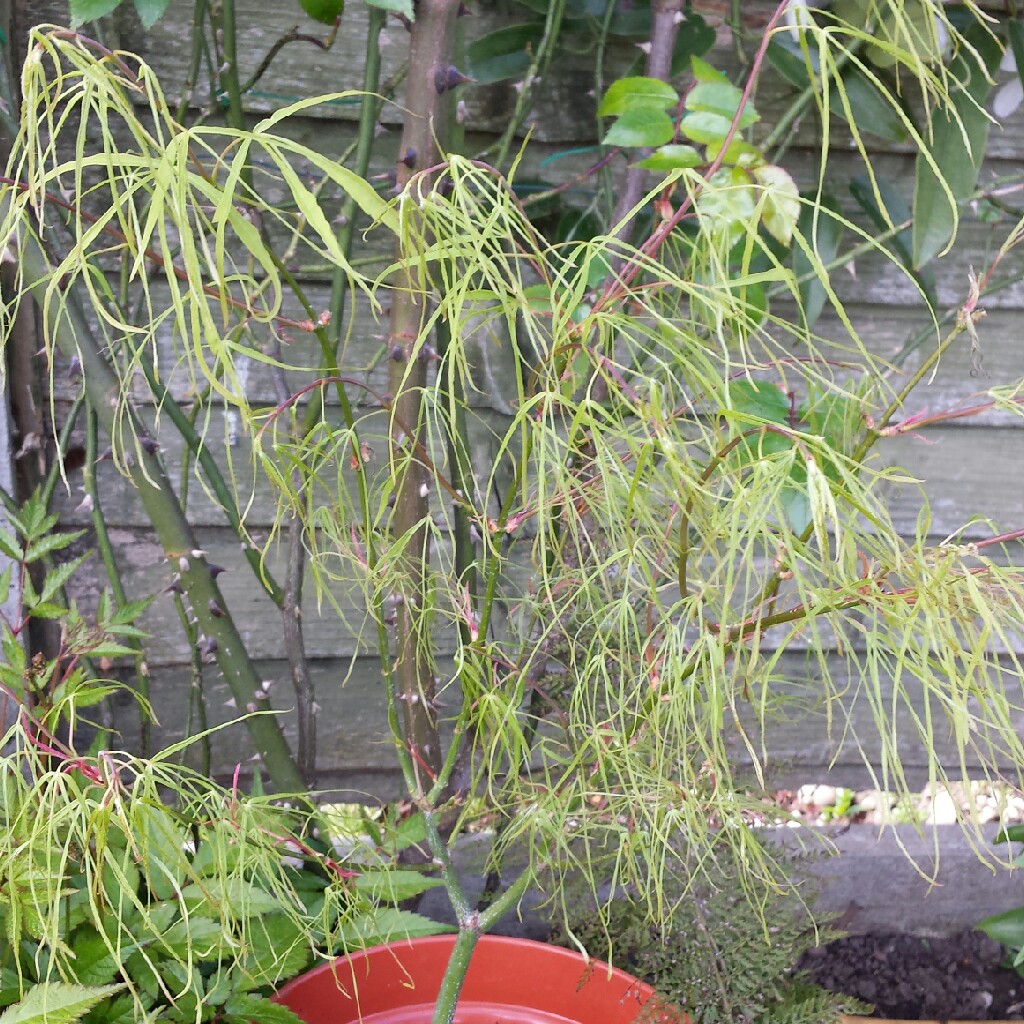 Japanese Maple Koto No Ito in the GardenTags plant encyclopedia