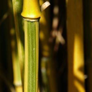 Golden Chinese Timber Bamboo in the GardenTags plant encyclopedia