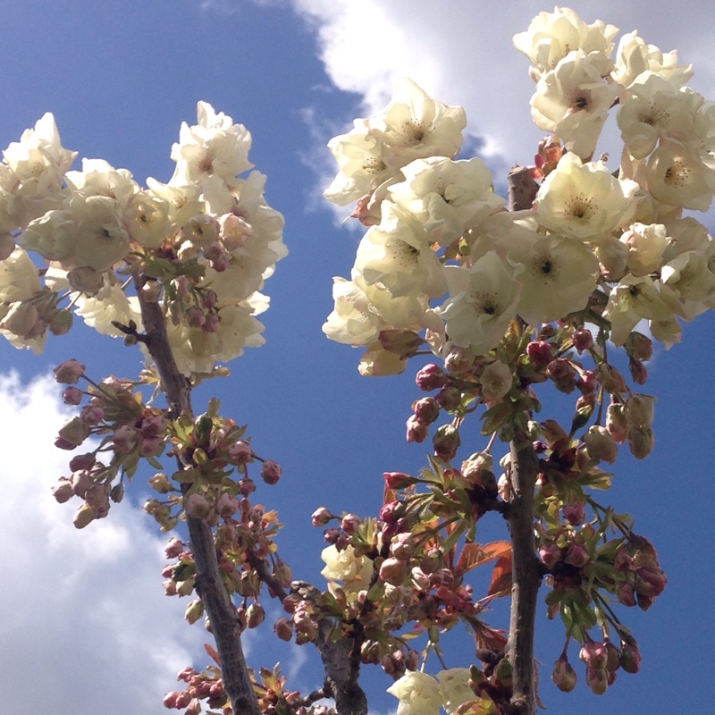 Japanese Flowering Cherry Yukon in the GardenTags plant encyclopedia