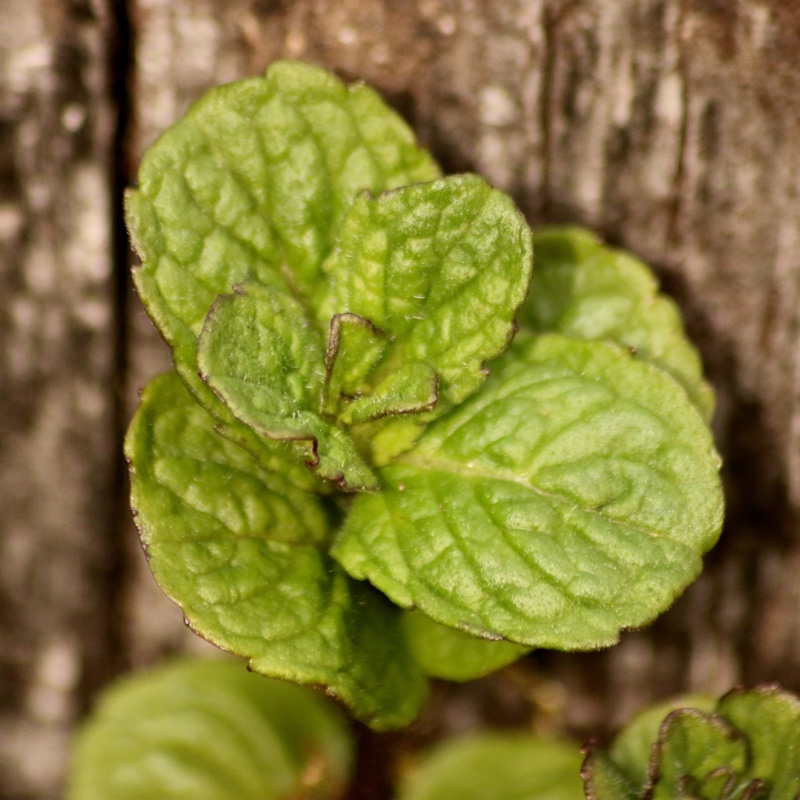 Tashkent Mint in the GardenTags plant encyclopedia