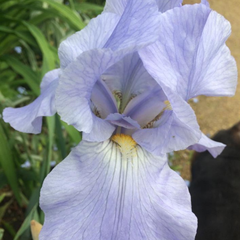 Bearded Iris Jane Phillips (Tall) in the GardenTags plant encyclopedia