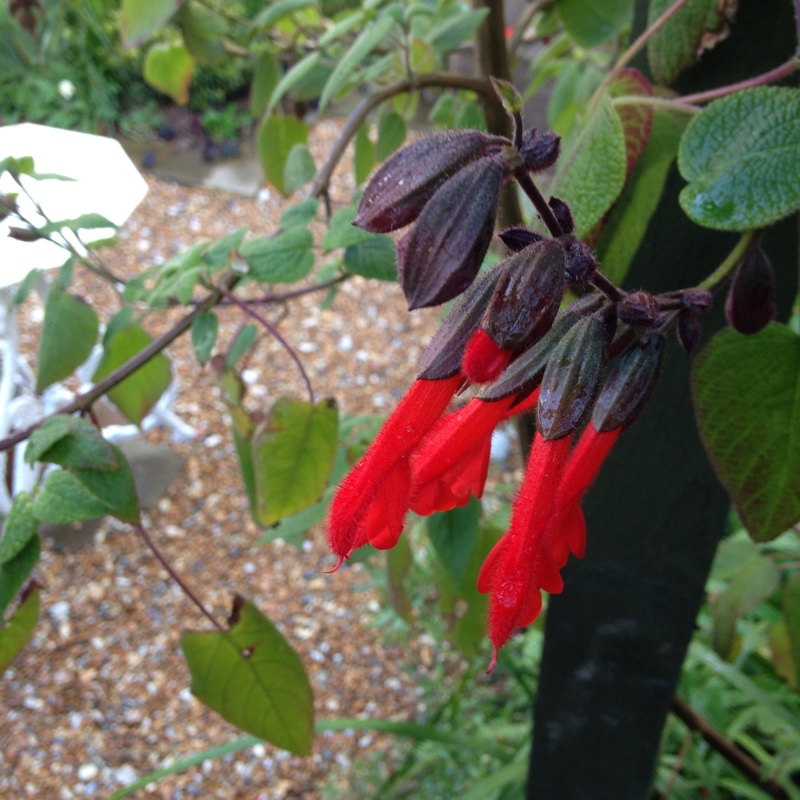 Salvia Dombeyi in the GardenTags plant encyclopedia