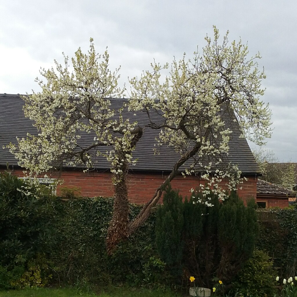 Damson Tree in the GardenTags plant encyclopedia