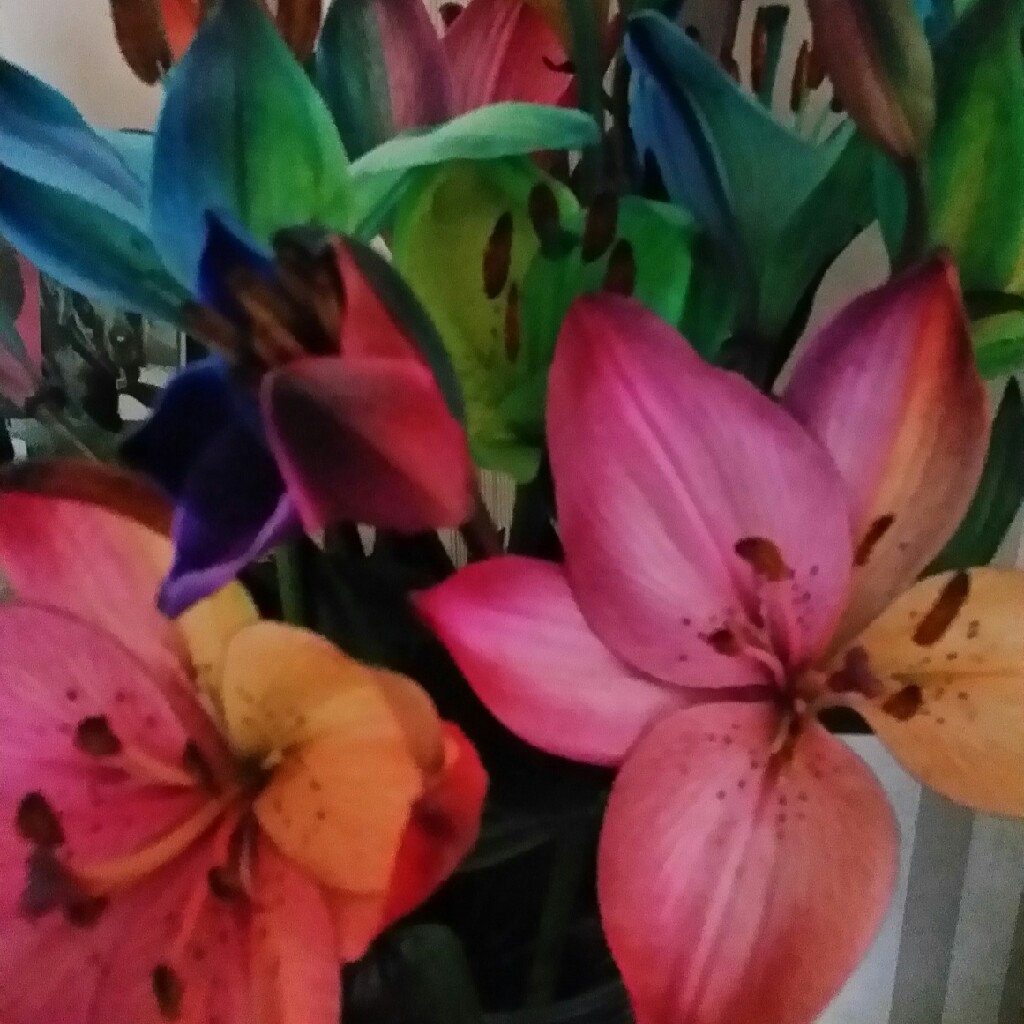 Lilium orientalis 'Rainbow', Rainbow Lily in GardenTags plant encyclopedia