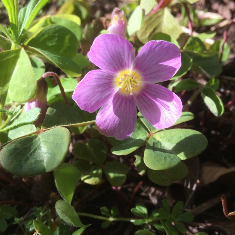 Redwood Sorrel in the GardenTags plant encyclopedia