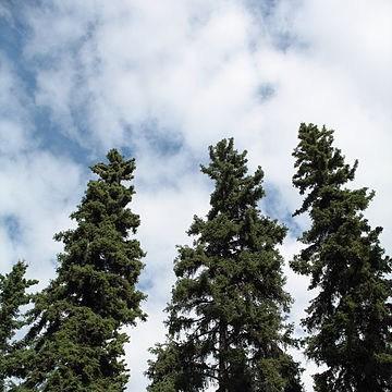 White Spruce in the GardenTags plant encyclopedia