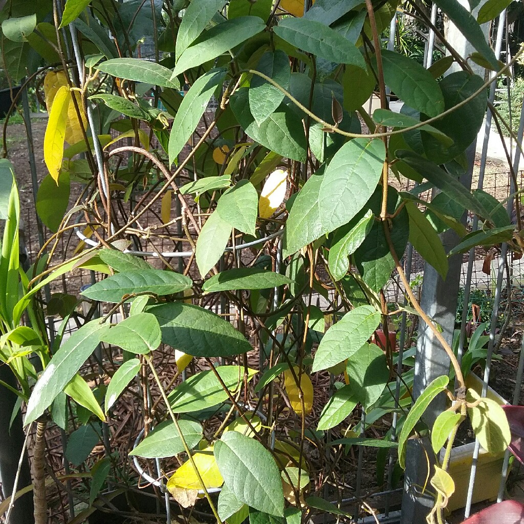 Climbing Frangipani in the GardenTags plant encyclopedia