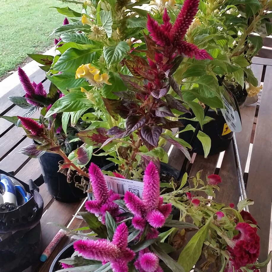 Cockscomb in the GardenTags plant encyclopedia