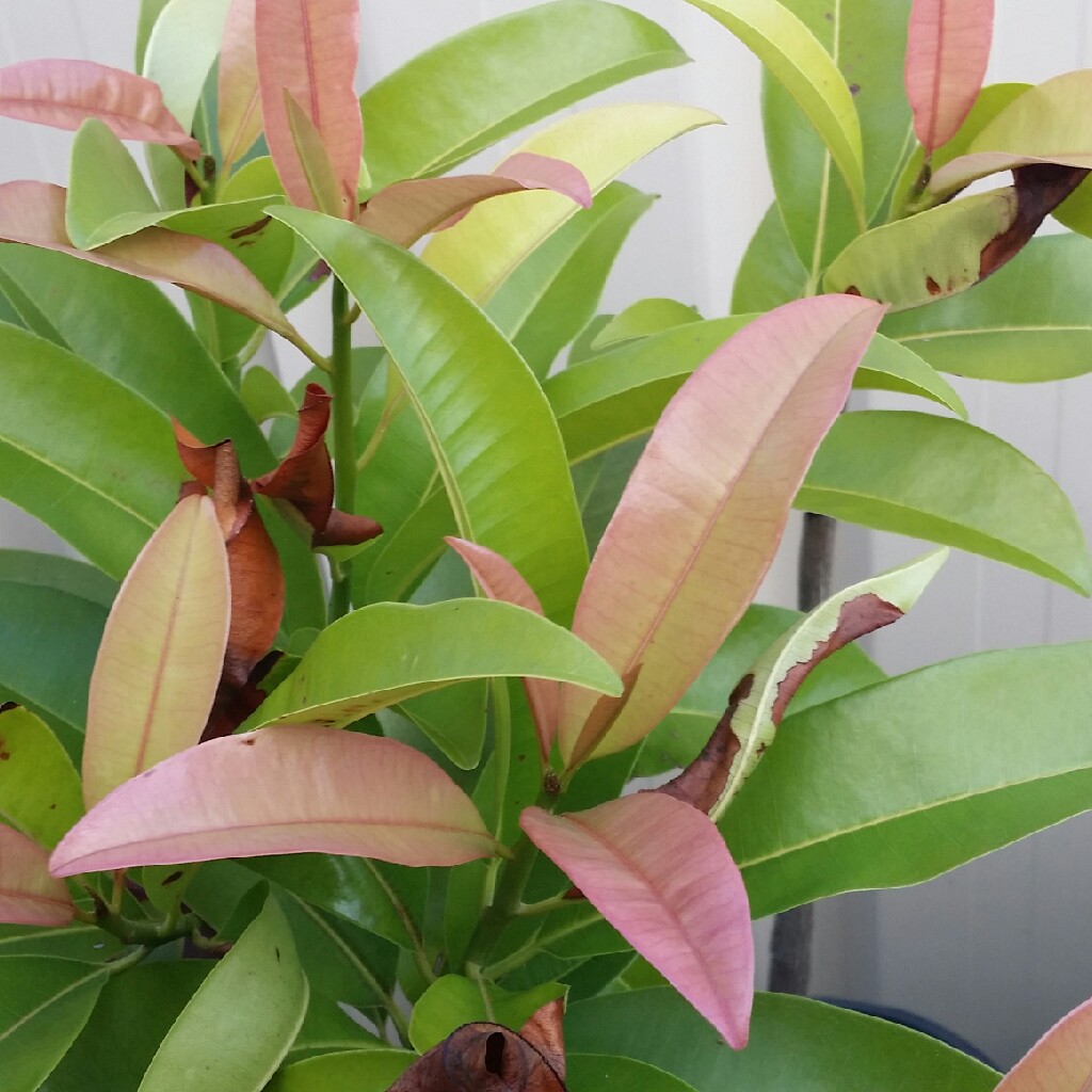 Sapodilla in the GardenTags plant encyclopedia