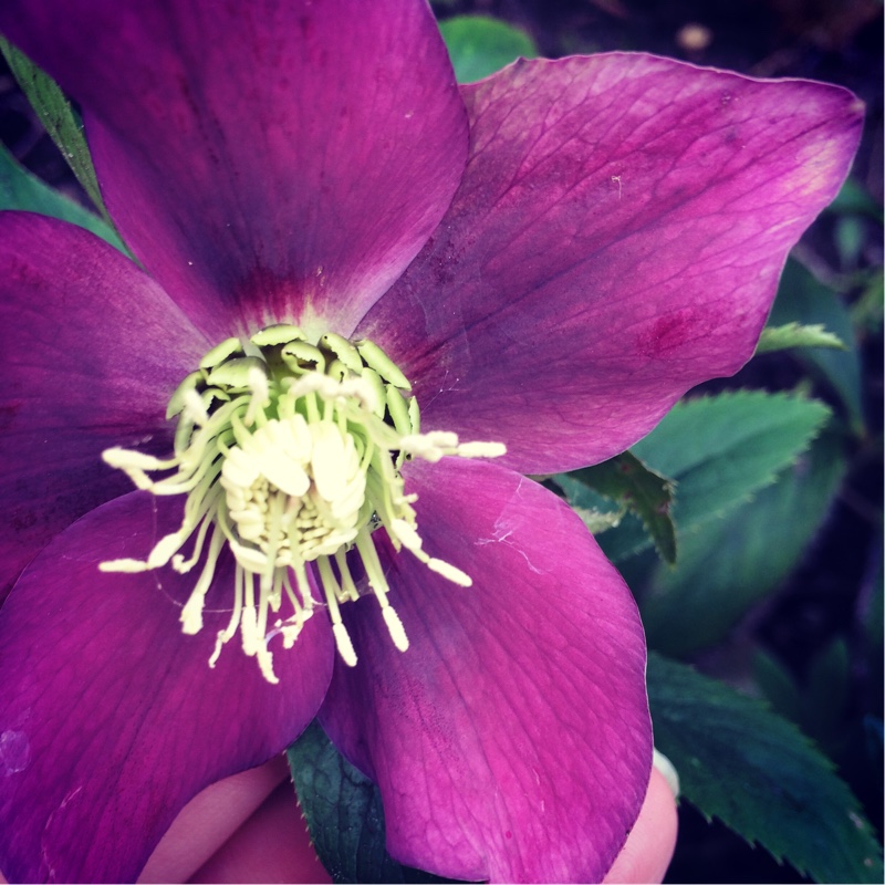 Hellebore Blue Lady in the GardenTags plant encyclopedia