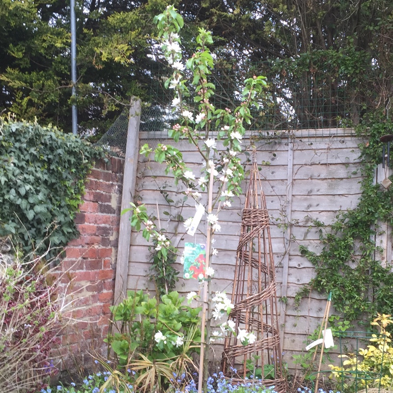 Crab Apple Dolgo in the GardenTags plant encyclopedia