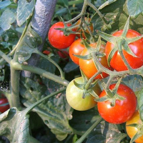 Tomato Maja (Trailing Cherry Tomato) in the GardenTags plant encyclopedia