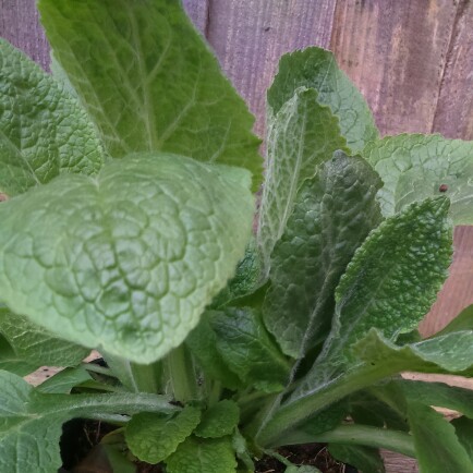 Foxglove Snow Thimble in the GardenTags plant encyclopedia