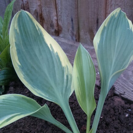 Plantain Lily Regal Splendor in the GardenTags plant encyclopedia