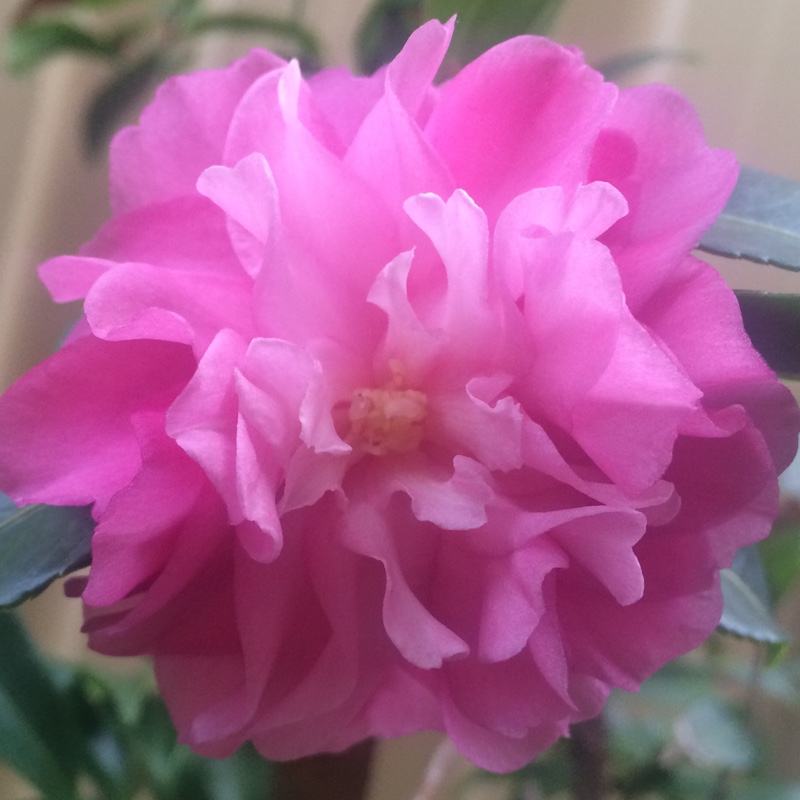 Camellia Chansonette in the GardenTags plant encyclopedia