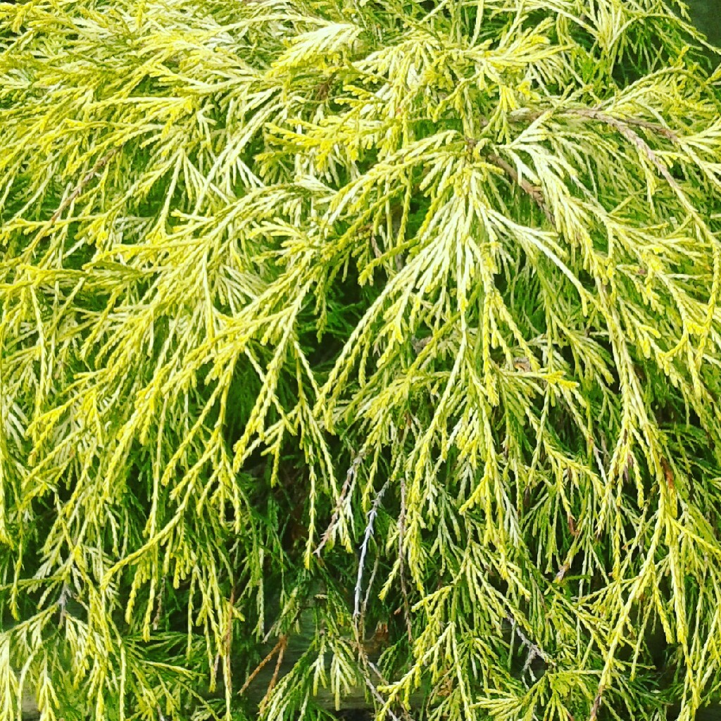 Sawara Cypress Filifera Aurea in the GardenTags plant encyclopedia