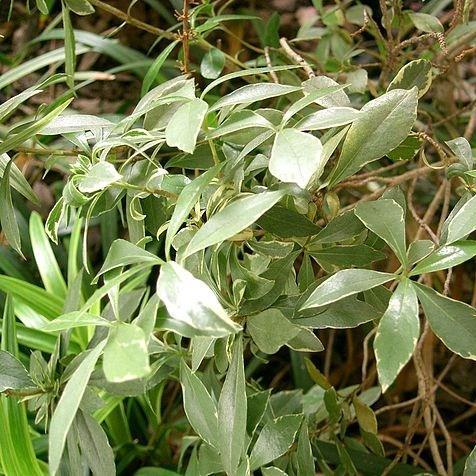 New Zealand Pittosporum in the GardenTags plant encyclopedia