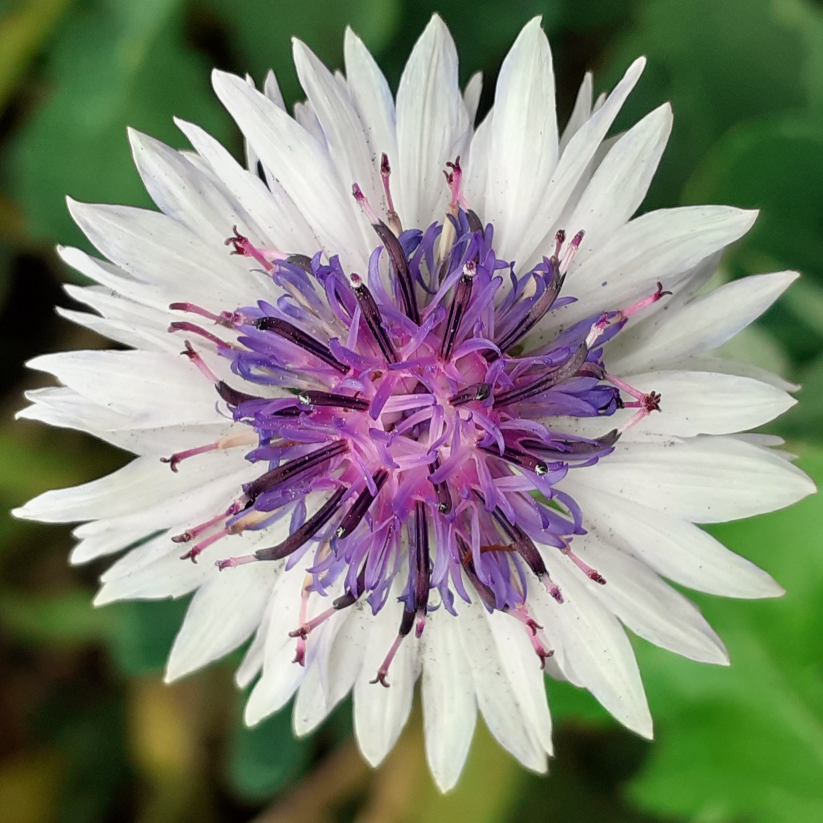 Cornflower Classic Fantastic (Mix) in the GardenTags plant encyclopedia