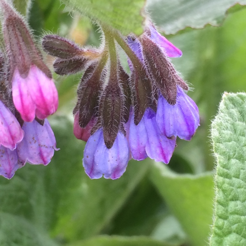 Caucasian Comfrey in the GardenTags plant encyclopedia