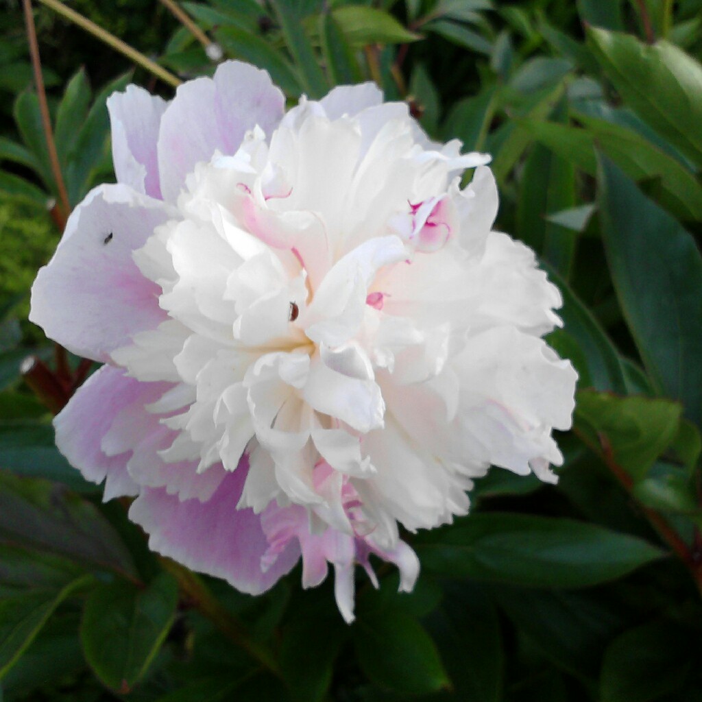 Peony Angel Cheeks (Herbaceous) in the GardenTags plant encyclopedia