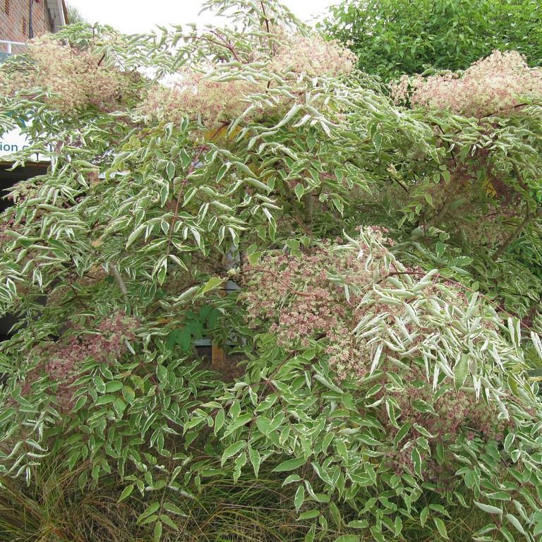 Variegated Japanese angelica tree in the GardenTags plant encyclopedia