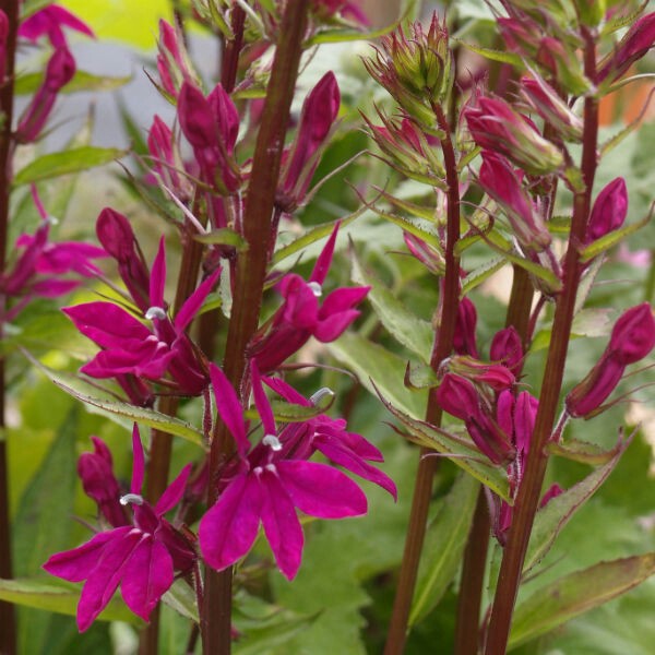 Lobelia x speciosa 'Tania', Lobelia 'Tania' in GardenTags plant ...