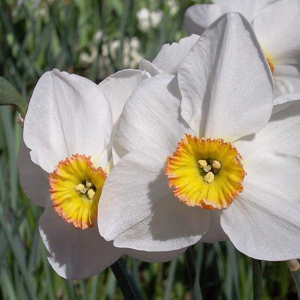 Daffodil Actaea (Poeticus) in the GardenTags plant encyclopedia