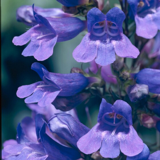 Beardtongue Heavenly Blue in the GardenTags plant encyclopedia