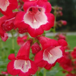 Beardtongue Phoenix Red in the GardenTags plant encyclopedia