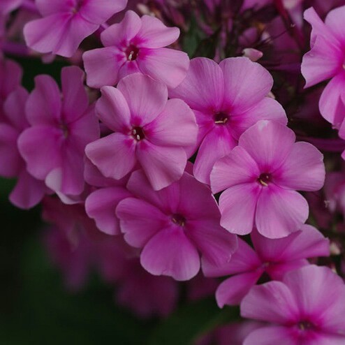 Phlox  Valentina in the GardenTags plant encyclopedia