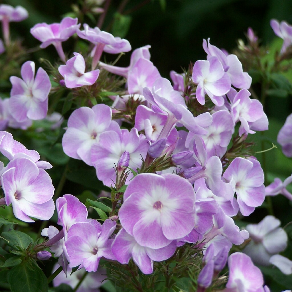 Phlox Katherine in the GardenTags plant encyclopedia