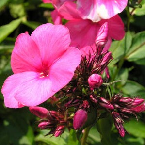 Phlox Tenor in the GardenTags plant encyclopedia