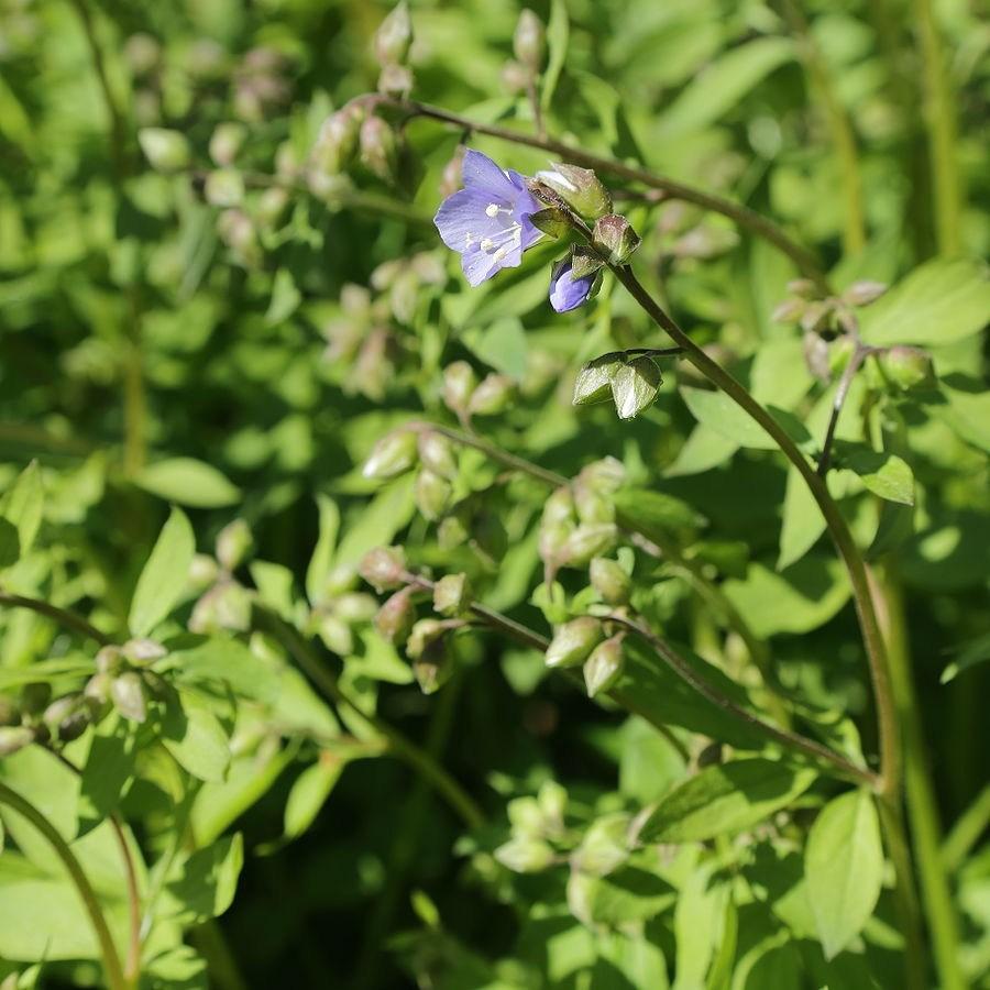 Jacobs ladder in the GardenTags plant encyclopedia