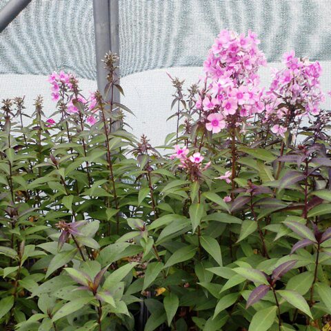 Phlox Miss Pepper in the GardenTags plant encyclopedia