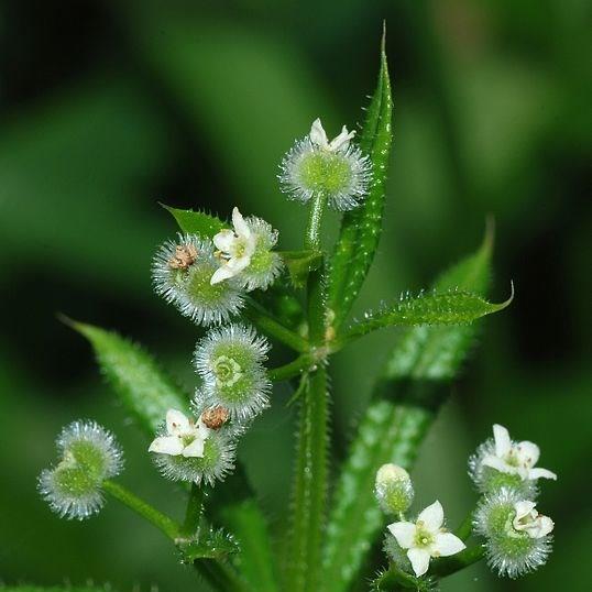 Sticky Willy in the GardenTags plant encyclopedia