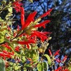 Salvia Tequila in the GardenTags plant encyclopedia