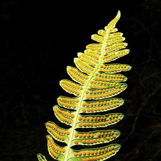 Common Polypody in the GardenTags plant encyclopedia