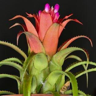 Bromeliad in the GardenTags plant encyclopedia